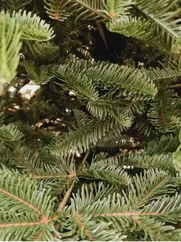 Alaska Christmas Tree Green PE 250 CM ნაძვის ხე, 100% სილიკონი, 3 image