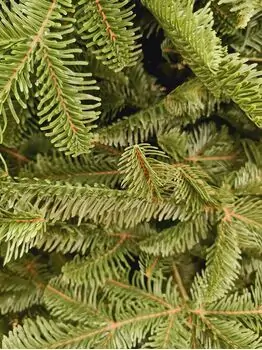 Alaska Christmas Tree Green PE 250 CM ნაძვის ხე, 100% სილიკონი, 2 image
