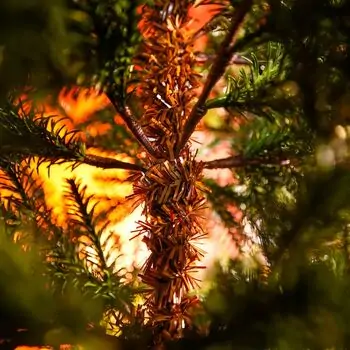 Evergreen Glow Christmas Tree PE 180 CM Light Green - საახალწლო ნაძვის ხე 100 % სილიკონი, 8 image