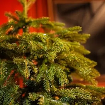 Christmas Tree With Mixed Silicone Needle PE+PVC 180 CM - ნაძვის ხე შერეული სილიკონის წიწვებით, 9 image