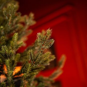 Christmas Tree PE+PVC 210 CM Green - ნაძვის ხე შერეული სილიკონის წიწვებით, 8 image