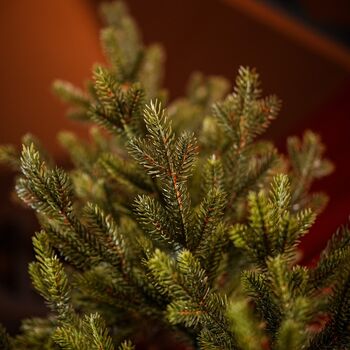 Christmas Tree PE+PVC 210 CM Green - ნაძვის ხე შერეული სილიკონის წიწვებით, 7 image
