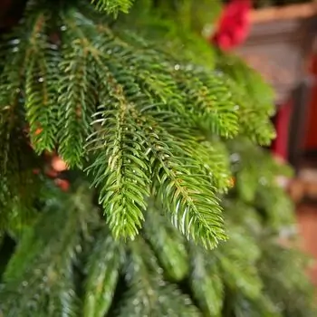 Christmas Tree PE 210 CM Green  - ნაძვის ხე 100% სილიკონი, 8 image