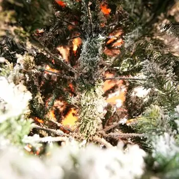 Northwind Snow-Covered Christmas Tree  240 CM - დათოვლილი ნაძვის ხე, 8 image