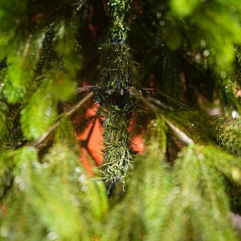 Christmas Tree PE 180 CM Green  - ნაძვის ხე 100% სილიკონი, 7 image