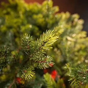 Holandiia Christmas Tree With Olive Tips PE 210 CM საახალწლო ნაძვის ხე, 100% სილიკონი, 12 image