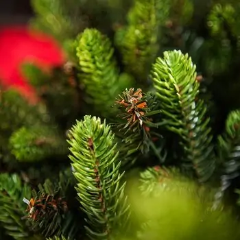 Carpathian Christmas Tree 210CM PVC + PE  Light Green Tips  ნაძვის ხე შერეული სილიკონის წიწვებით, 5 image