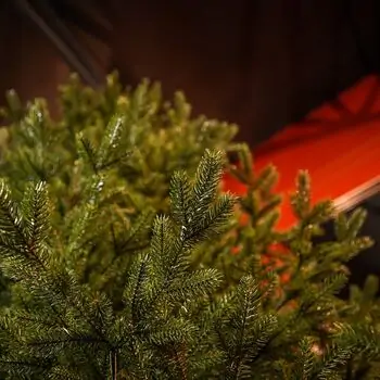 Christmas Tree Edelweiss Luxe With 100% Silicone Needle 260 CM - ნაძვის ხე 100% სილიკონის წიწვებით, 12 image