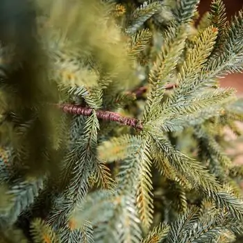 Christmas Tree საახალწლო ნაძვის ხე სილიკონის წიწვებით 240 CM (OT2329), 13 image