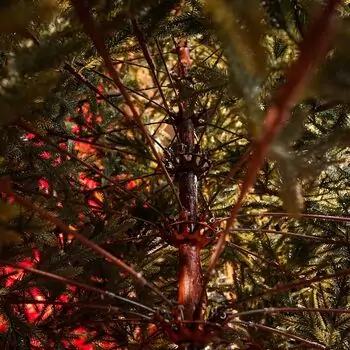 Christmas Tree საახალწლო ნაძვის ხე სილიკონის წიწვებით 240 CM (OT2329), 14 image