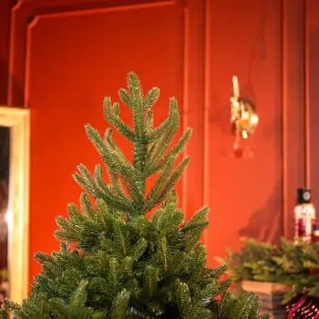 Christmas Tree Lamelia With Mixed Silicone Needle 180 CM - ნაძვის ხე შერეული სილიკონის წიწვებით, 4 image