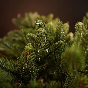 Belgian Christmas Tree Green With 100% Silicone PE 210 CM - ნაძვის ხე 100% სილიკონი, 4 image