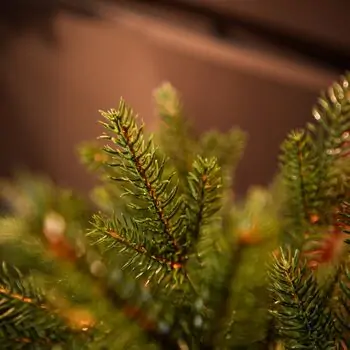 Christmas Tree Grace 100% Silicone Needle PE 210 CM - ნაძვის ხე 100% სილიკონის წიწვებით, 9 image