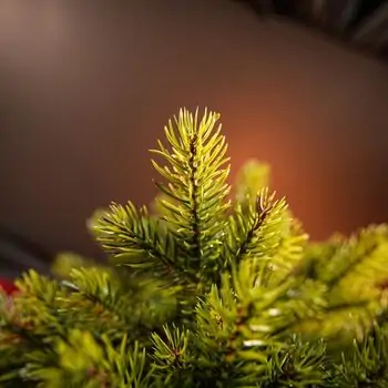 Holandiia Christmas Tree With Olive Tips PE 210 CM საახალწლო ნაძვის ხე, 100% სილიკონი, 11 image