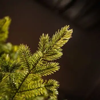 Alpine Star Christmas Tree Green 240 CM PE  საახალწლო ნაძვის ხე, 100% სილიკონი, 6 image
