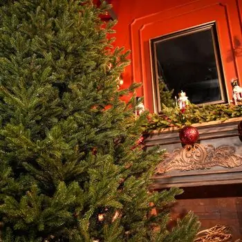 Christmas Tree Edelweiss Luxe With 100% Silicone Needle 260 CM - ნაძვის ხე 100% სილიკონის წიწვებით, 10 image