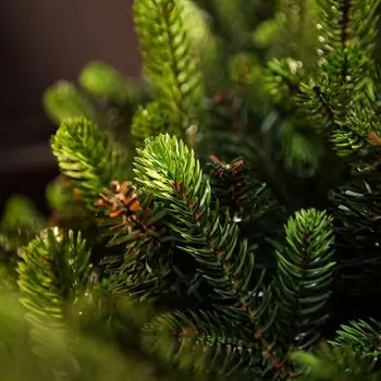 Carpathian Christmas Tree 210CM PVC + PE  Light Green Tips  ნაძვის ხე შერეული სილიკონის წიწვებით, 7 image