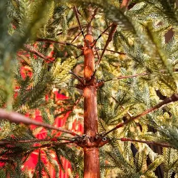 Christmas Tree საახალწლო ნაძვის ხე სილიკონის წიწვებით 240 CM (OT2329), 11 image