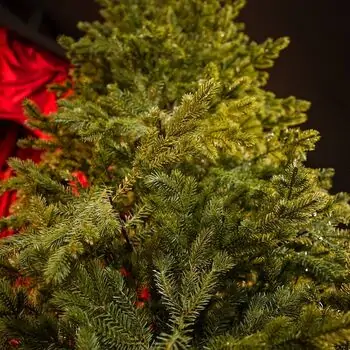 Alpine Star Christmas Tree Green 240 CM PE  საახალწლო ნაძვის ხე, 100% სილიკონი, 9 image