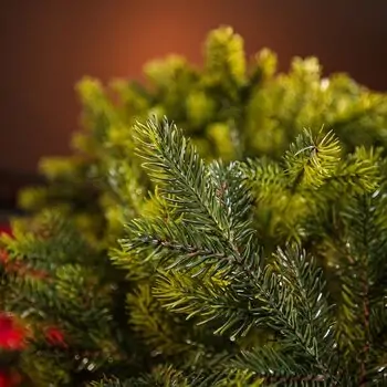 Holandiia Christmas Tree With Olive Tips PE 210 CM საახალწლო ნაძვის ხე, 100% სილიკონი, 9 image