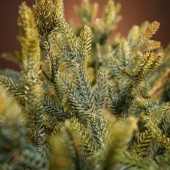 Christmas Tree საახალწლო ნაძვის ხე სილიკონის წიწვებით 240 CM (OT2329), 8 image