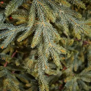 Christmas Tree საახალწლო ნაძვის ხე სილიკონის წიწვებით 240 CM (OT2329), 6 image