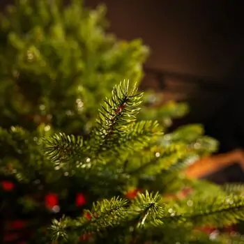 Grace Slim Christmas Tree PE 240CM 100 % Silicone Needle - ნაძვის ხე 100% სილიკონი, 4 image