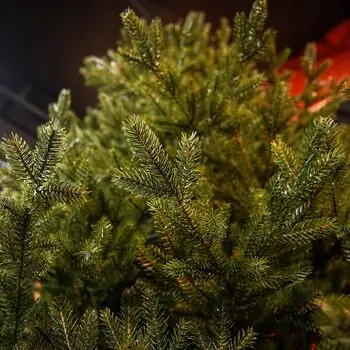 Christmas Tree Edelweiss Luxe With 100% Silicone Needle 260 CM - ნაძვის ხე 100% სილიკონის წიწვებით, 11 image