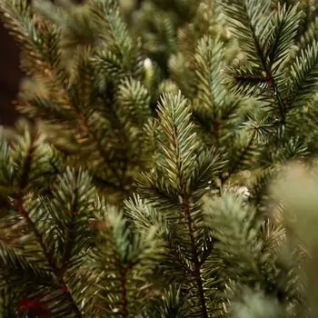 Scandinavian Christmas Tree PE 210 CM  With Blue Tips  საახალწლო ნაძვის ხე 100% სილიკონი, 7 image