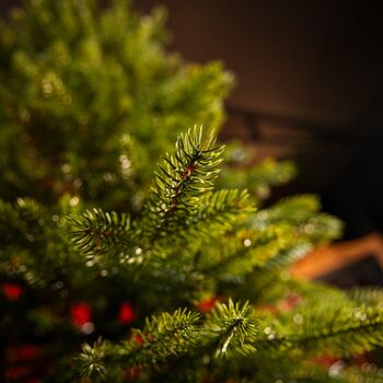 Christmas Tree Grace Slim 100 % Silicone Needle 240 CM - ნაძვის ხე 100% სილიკონი, 4 image