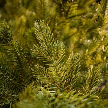 Christmas Tree Green 240 CM PE  საახალწლო ნაძვის ხე, 100% სილიკონი, 4 image