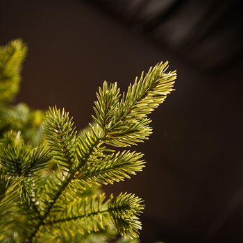 Christmas Tree Green 240 CM PE  საახალწლო ნაძვის ხე, 100% სილიკონი, 6 image