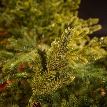 Christmas Tree Green 240 CM PE  საახალწლო ნაძვის ხე, 100% სილიკონი, 7 image