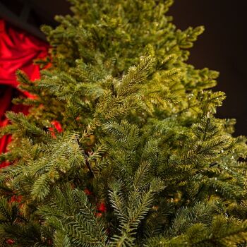 Christmas Tree Green 240 CM PE  საახალწლო ნაძვის ხე, 100% სილიკონი, 9 image