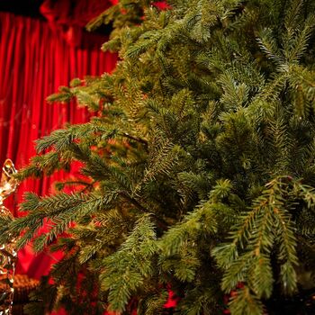 Christmas Tree Green 240 CM PE  საახალწლო ნაძვის ხე, 100% სილიკონი, 10 image