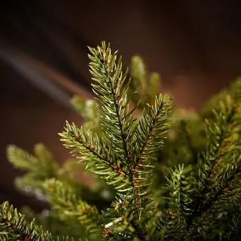 Riviera Alpine Christmas Tree 260 CM With Mixed Silicone Needle PE+PVC- ნაძვის ხე შერეული სილიკონის წიწვებით, 12 image