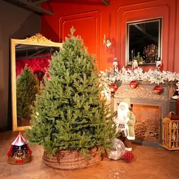 Riviera Alpine Christmas Tree 180 CM With Mixed Silicone Needle PE+PVC - ნაძვის ხე შერეული სილიკონის წიწვებით