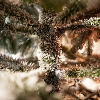 Ukrainіan Frost Snow-Covered Christmas Tree 230 CM 100 % Silicone Needle - ნაძვის ხე 100% სილიკონი, 12 image
