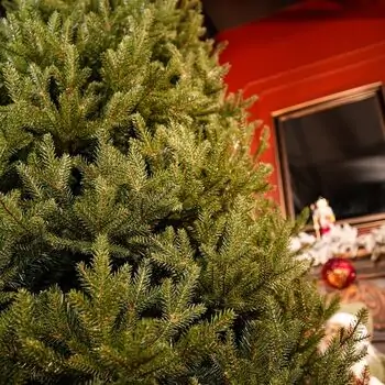 Riviera Alpine Christmas Tree 220 CM With Mixed Silicone Needle PE+PVC - ნაძვის ხე შერეული სილიკონის წიწვებით, 12 image