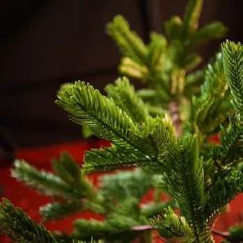 Evergreen Charm Christmas Tree 210 CM 100% Silicone - ნაძვის ხე 100 % სილიკონი, 9 image