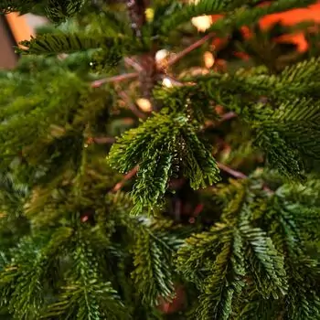 Nordic Frost Christmas Tree 100% Silicone 180 CM - ნაძვის ხე 100 % სილიკონი, 11 image