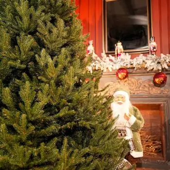 Riviera Alpine Christmas Tree 180 CM With Mixed Silicone Needle PE+PVC - ნაძვის ხე შერეული სილიკონის წიწვებით, 6 image