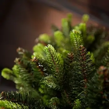Carpathian Christmas Tree Light Green Tips 230CM PVC + PE  ნაძვის ხე შერეული სილიკონის წიწვებით, 9 image
