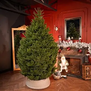 Lamelia Christmas Tree PE+PVC 240CM With Mixed Silicone Needle - ნაძვის ხე შერეული სილიკონის წიწვებით