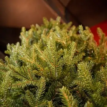 Riviera Alpine Christmas Tree 220 CM With Mixed Silicone Needle PE+PVC - ნაძვის ხე შერეული სილიკონის წიწვებით, 6 image