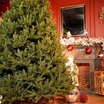 Riviera Alpine Christmas Tree 220 CM With Mixed Silicone Needle PE+PVC - ნაძვის ხე შერეული სილიკონის წიწვებით, 5 image
