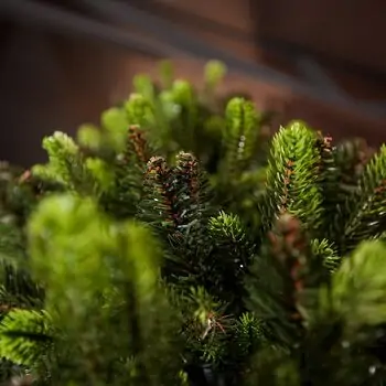 Carpathian Christmas Tree Light Green Tips 230CM PVC + PE  ნაძვის ხე შერეული სილიკონის წიწვებით, 10 image