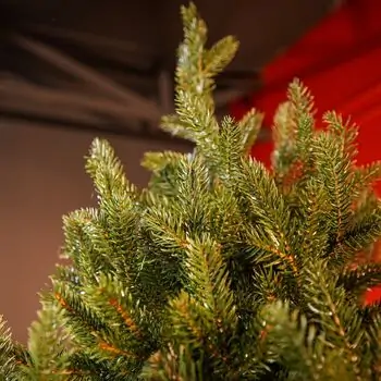Riviera Alpine Christmas Tree 180 CM With Mixed Silicone Needle PE+PVC - ნაძვის ხე შერეული სილიკონის წიწვებით, 10 image