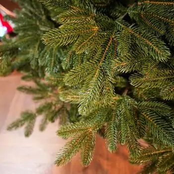 Ukrainian Prime Christmas Tree 100 % Silicone Needle 250 CM - ნაძვის ხე 100% სილიკონი, 8 image