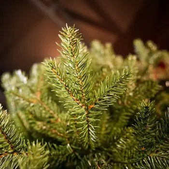 Riviera Alpine Christmas Tree 220 CM With Mixed Silicone Needle PE+PVC - ნაძვის ხე შერეული სილიკონის წიწვებით, 11 image